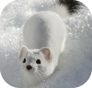 Ermine in the snow